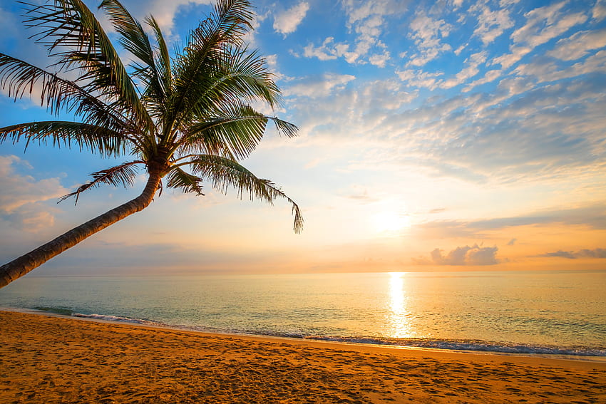 Pohon palem, pasir, pantai, hari yang cerah, liburan Wallpaper HD