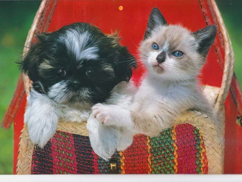 Friends in a basket, basket, kitten, cute, puppy HD wallpaper