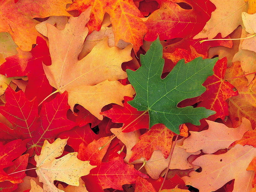 Natur, Herbst, Blätter, Ahorn, gefallen HD-Hintergrundbild