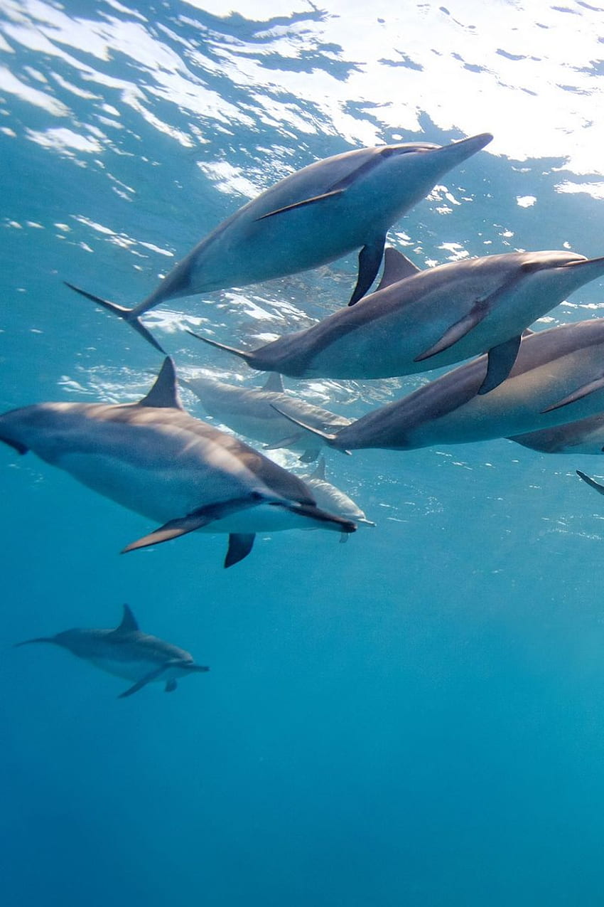 delfino, delfino tropicale Sfondo del telefono HD