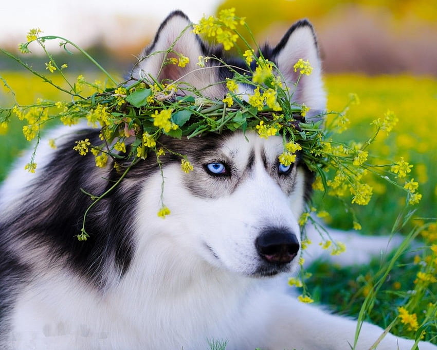 Siberian Husky Dog Resolution, Cool Husky HD wallpaper