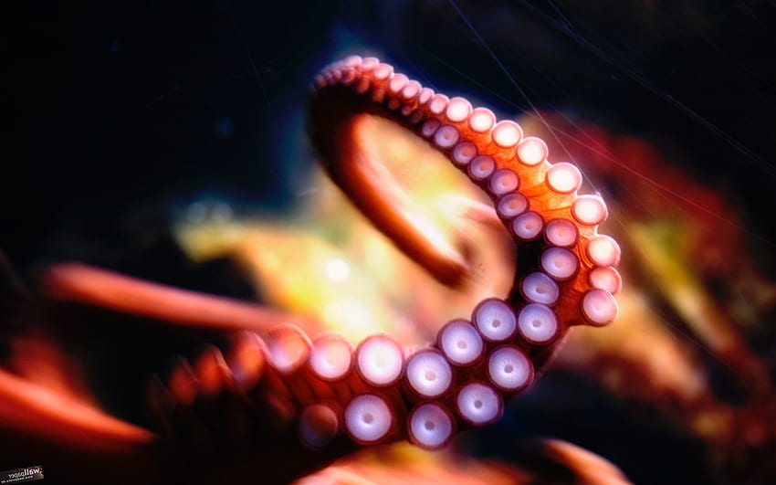 Octopus, Creative, , , Background HD wallpaper