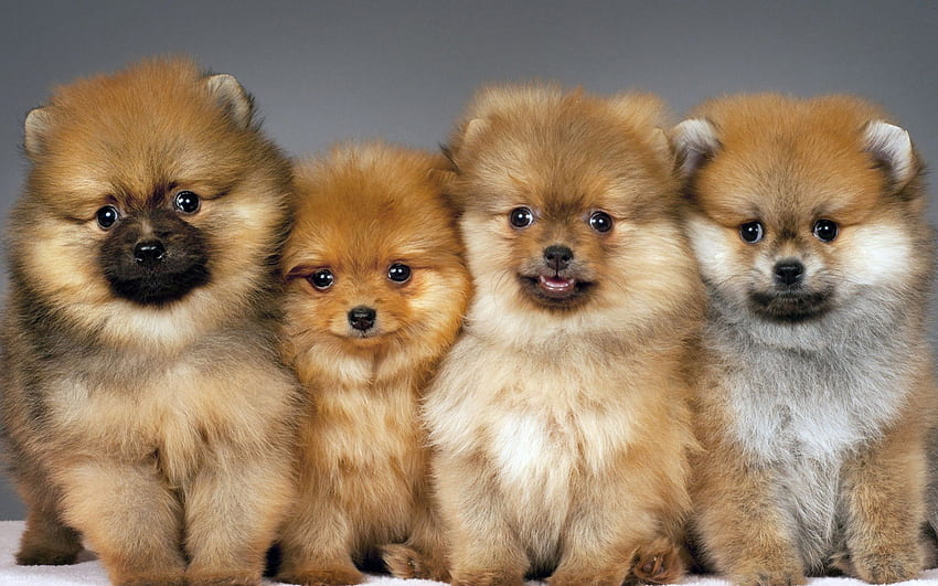 Dogs, sweet, puppies, cute, beautiful, playful, playful dog, puppy, dog face, pretty, animals, face, lovely HD wallpaper