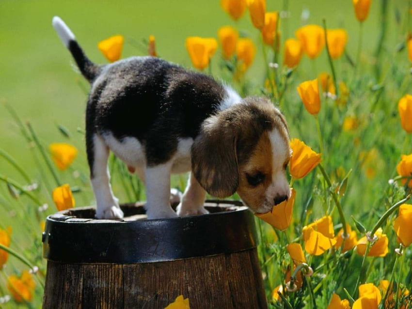 Puppy Loves Flowers, dog, puppy, flower, smell, smells HD wallpaper