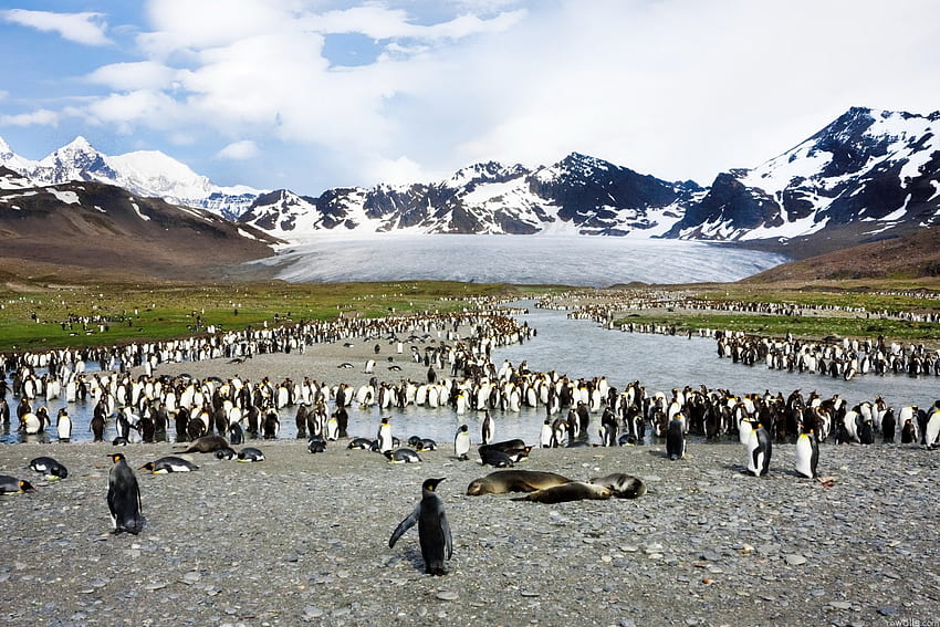 동물, 새, Pinguins, 산, 물개, 정점, 상단, 무리 HD 월페이퍼