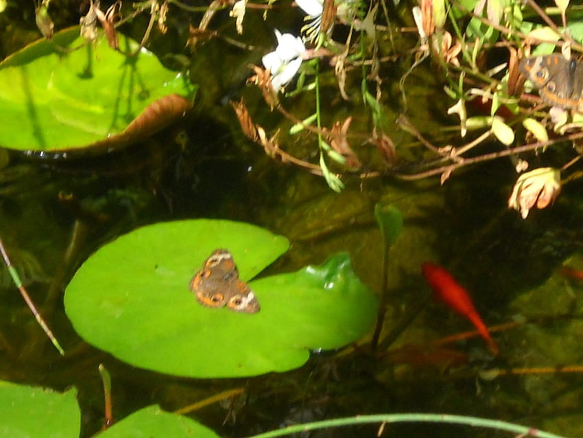 Farfalla, pesce, acqua, giglio Sfondo HD