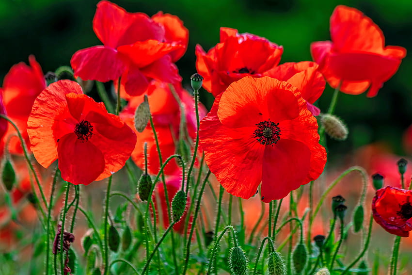 Poppies closeup, closeup, poppies, field, red, beautiful, flowers HD wallpaper