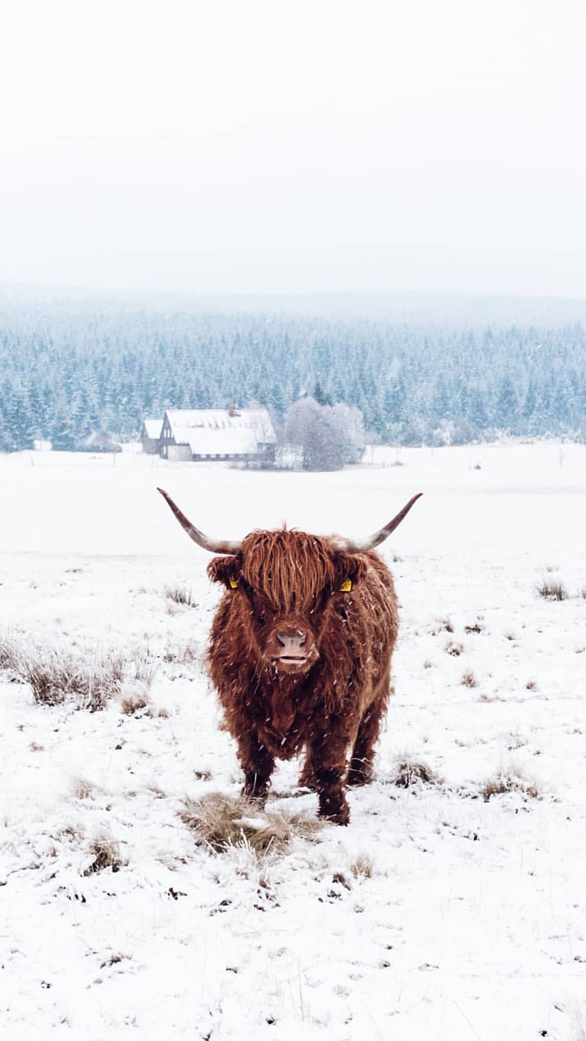 Highland Cow. Cow , Pretty iphone, iPhone pattern HD phone wallpaper