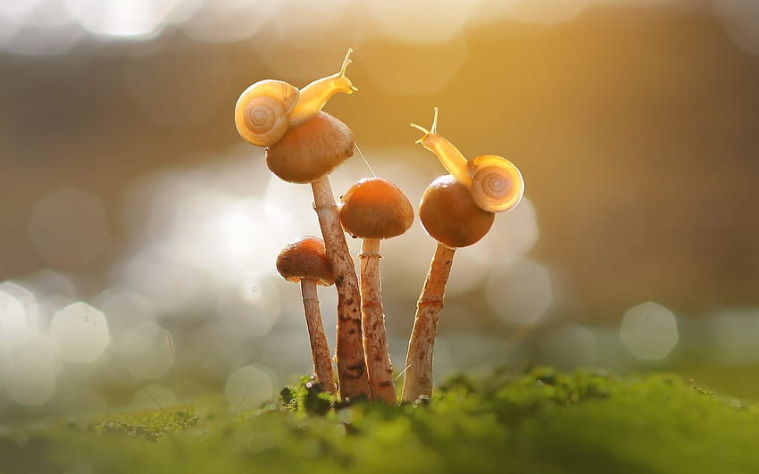 Snails on Mushrooms, nature, snails, mushrooms, macro HD wallpaper