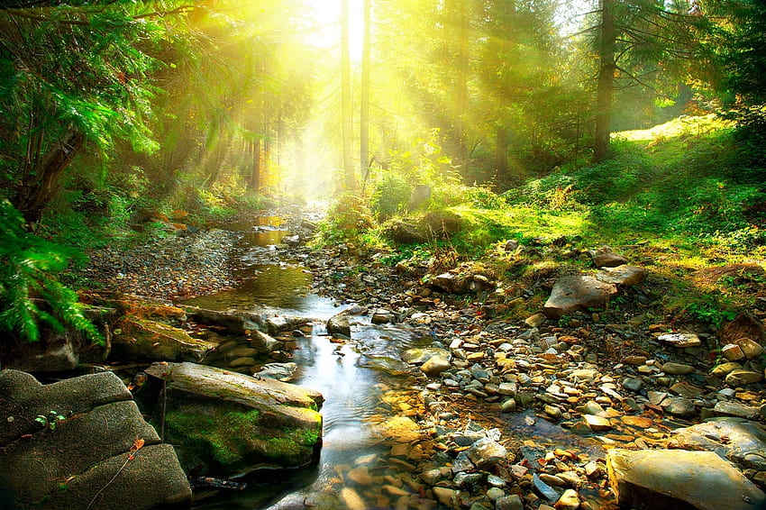 зеленина, река, природа, слънчева светлина HD тапет