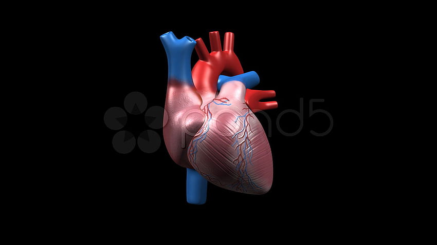 Anatomie humaine, coeur anatomique Fond d'écran HD