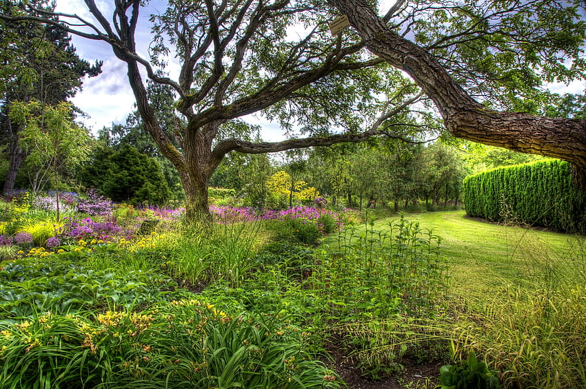 Nature, Trees, Grass, Bush, Vegetation, Lawn, Arboretum, Perennial HD wallpaper