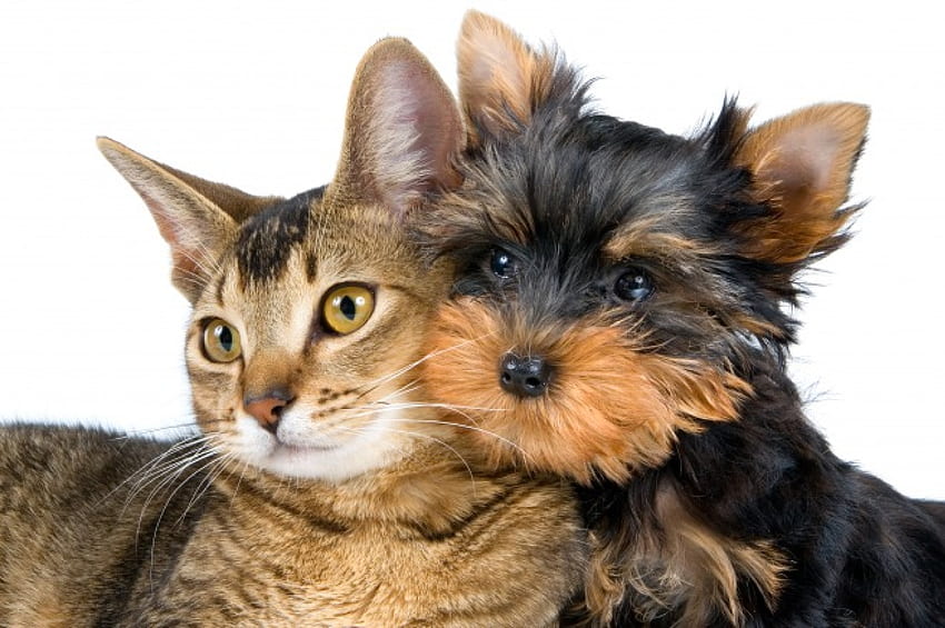 Bersama!, anjing, kucing, anak anjing, hewan, cinta, hewan peliharaan, teman, selamanya, bersama Wallpaper HD
