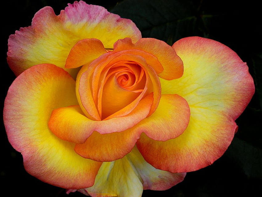 Indah, mawar, tunggal, oranye, kuning Wallpaper HD
