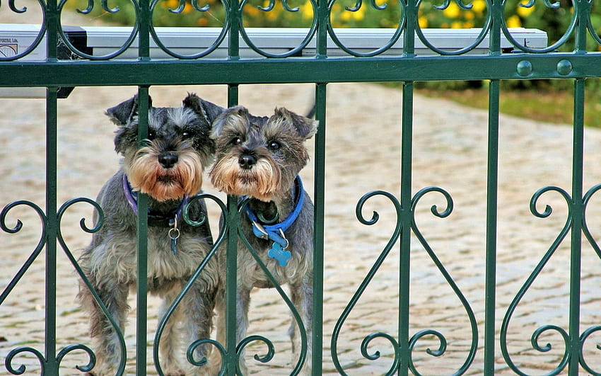 Animals, Dogs, Couple, Pair, Fence, Fencing, Enclosure, Miniature Schnauzer, Cergschnauzer, Peek Out, Look Out HD wallpaper