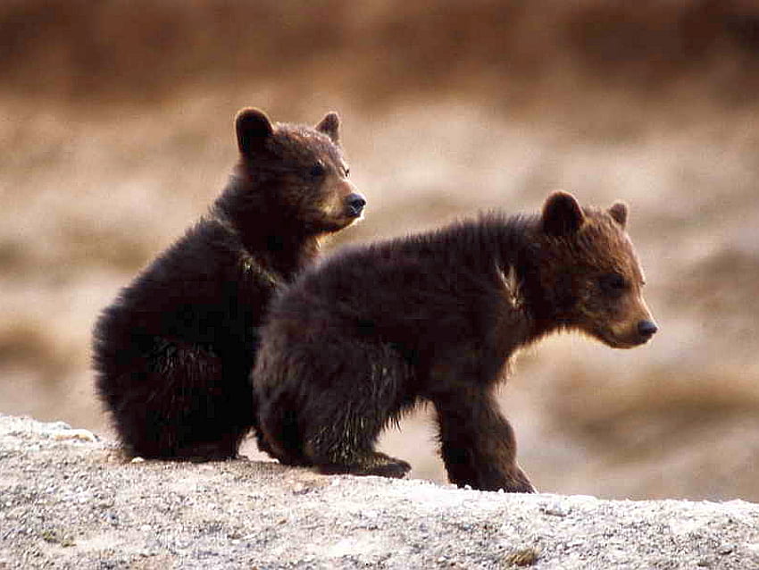 Grizzly-Bear-Cubs, ayı, boz ayı, sevimli, yavrular HD duvar kağıdı