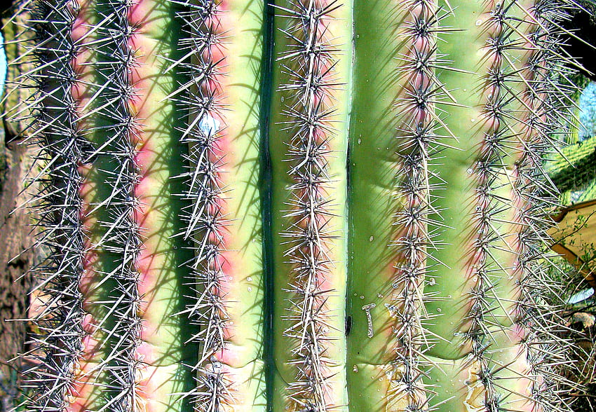 Сагуаро отблизо, Аризона, трънлив, феникс, сагуаро, пустинна ботаническа градина, кактус, трън HD тапет