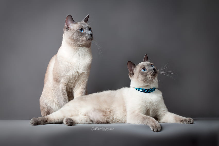 Animals, Cats, Couple, Pair, Beautiful, Pedigree, Thai Cat HD wallpaper