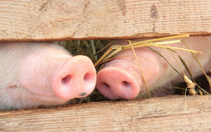 Funny World: Animals Nose Funny 2012. Cute pigs, Animal noses, Pig HD wallpaper