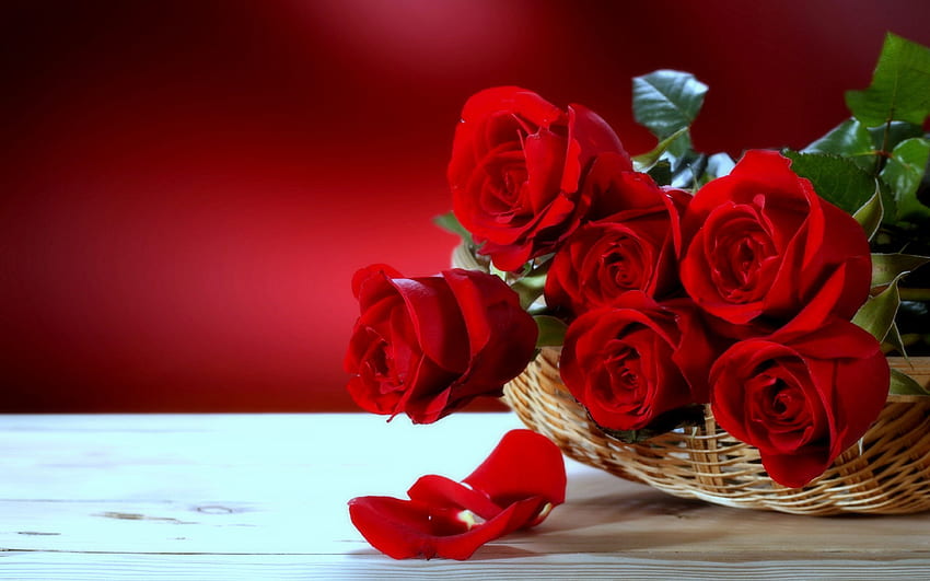 Червени рози - най-красивите любовни цветя HD тапет