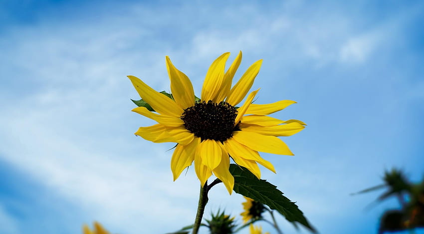 Flowers, Sky, Blur, Smooth, Field, Sunflower HD wallpaper