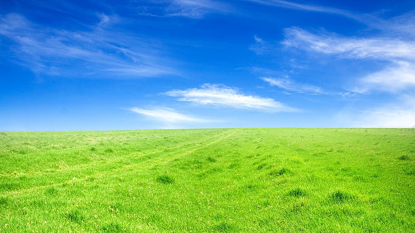 Latar Belakang Sky Grass Field PPT untuk Templat PowerPoint Anda, Grassy Field Wallpaper HD