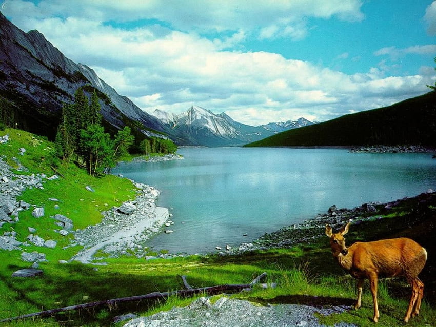 กวางในธรรมชาติ สัตว์ ภูเขา กวาง สวยงาม วอลล์เปเปอร์ HD