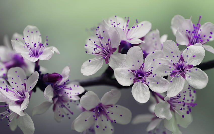 Kwiat Wiśni - Fioletowy I Biały Stokrotka Tapeta HD
