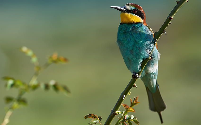 European Bee-eater, animal, bee-eater, european, bird HD wallpaper