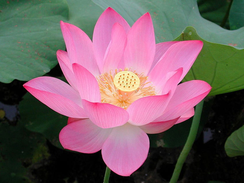 Korzyści zdrowotne i skuteczność odchudzania liści lotosu, trzeba spróbować, japoński lotos Tapeta HD
