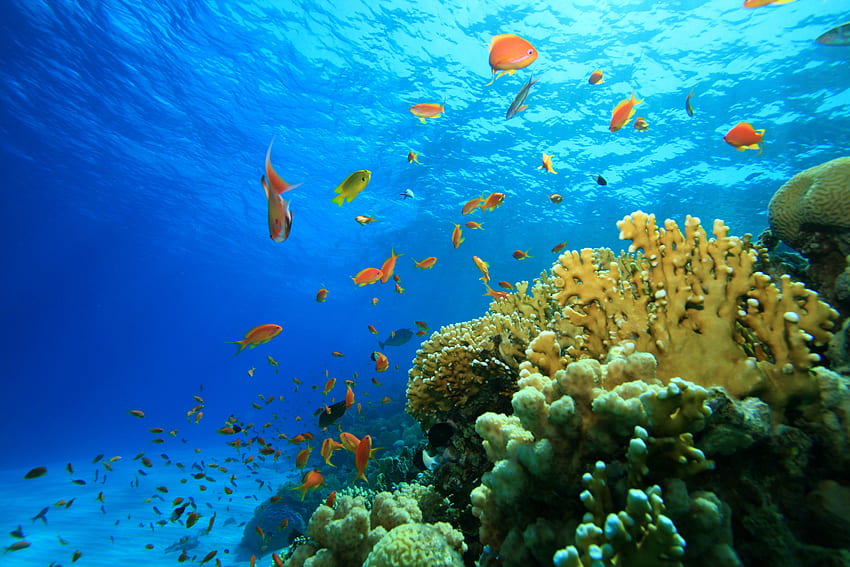 Coral Reef Corals Fishes Sealife HD wallpaper