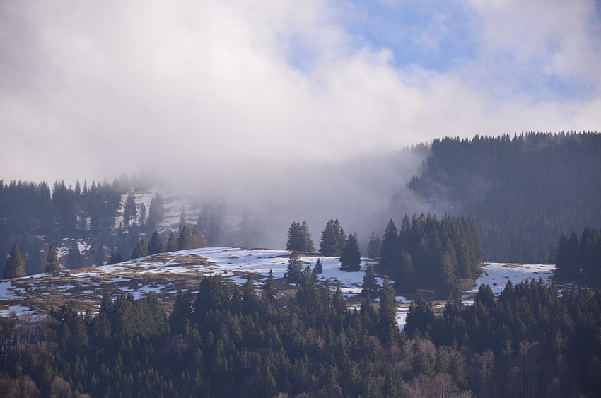 Nature, Montagnes, Neige, Forêt, Brouillard Fond d'écran HD