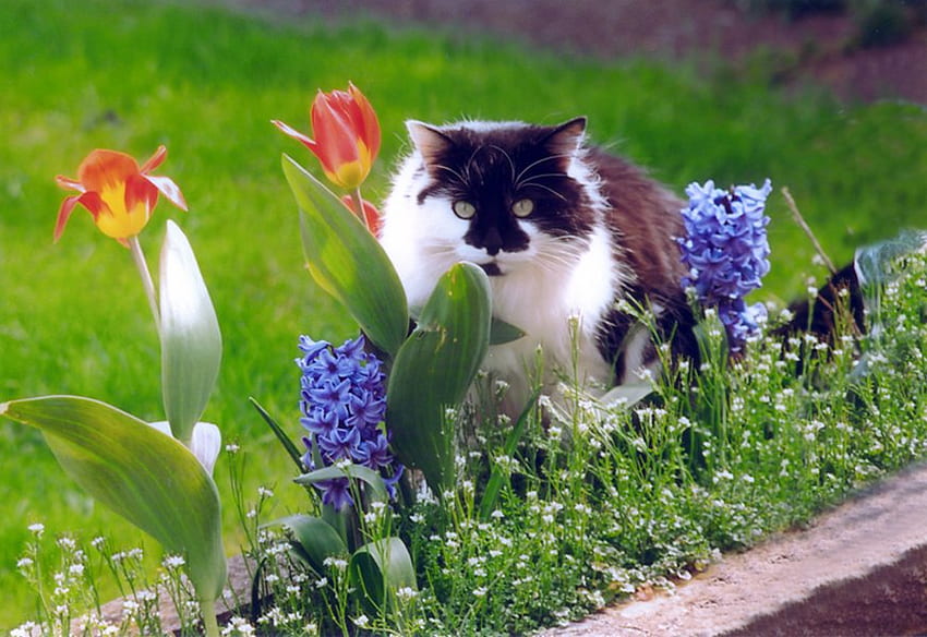Cat in the grass, animal, kitten, flower, calico, cat, grass, feline HD wallpaper