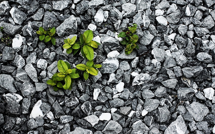 Pflanzen, Hintergrund, Steine, Blätter HD-Hintergrundbild