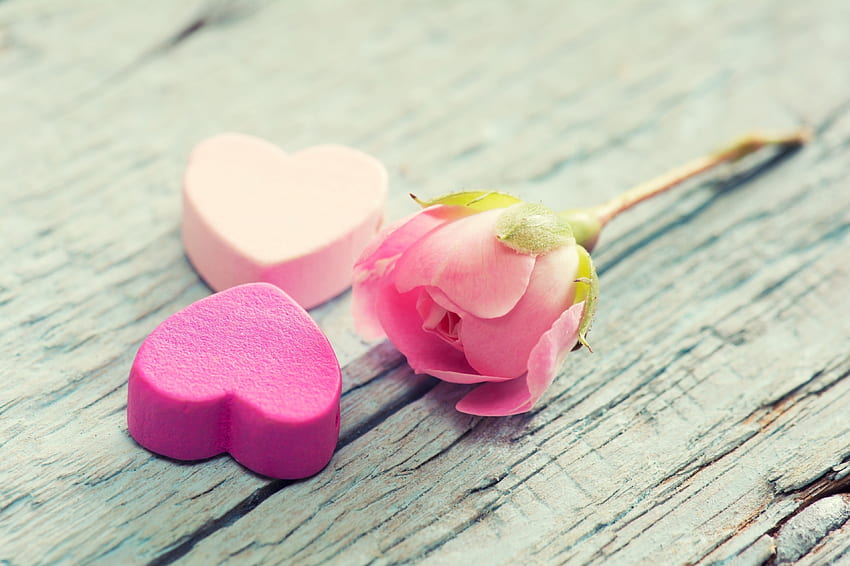Love, Pink, Flower, Heart, Tenderness HD wallpaper