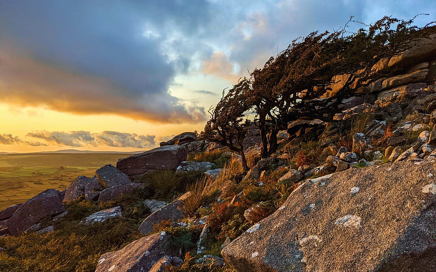 Windswept Hawthorn on Bodmin Moor, England, trees, clouds, sky, sunset, hills HD wallpaper