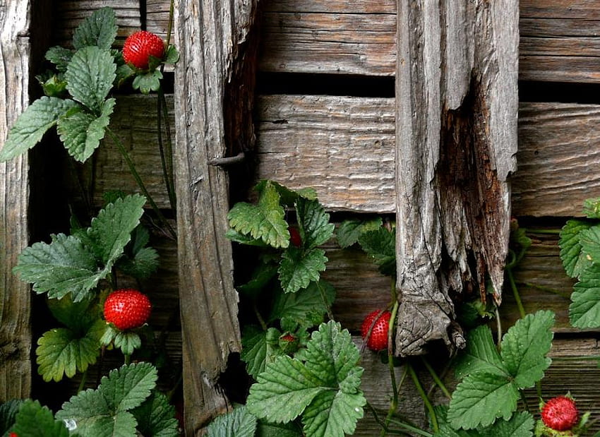 Strawberries on Wood, wood, strawberries, other, fruit, nature HD wallpaper