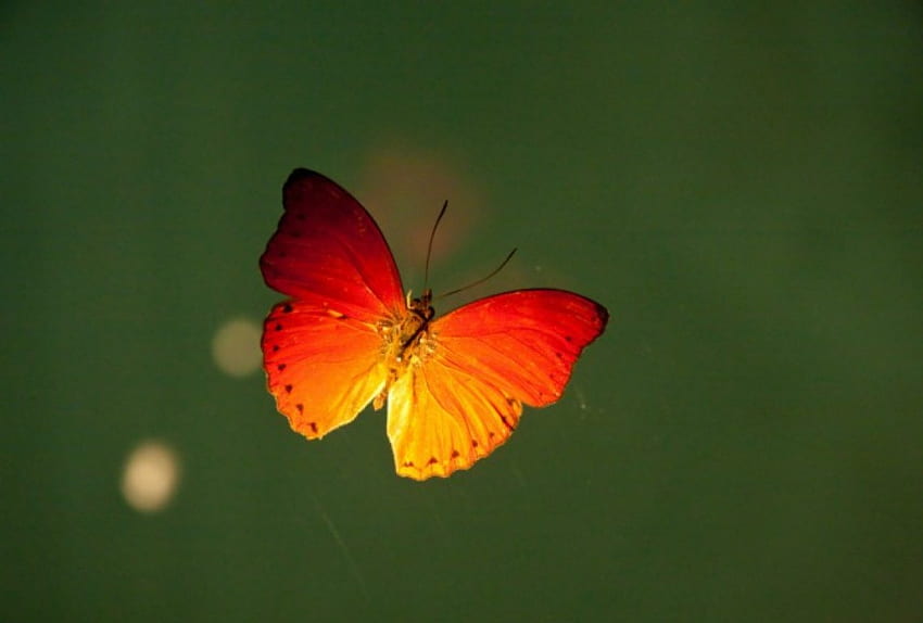 WINGS OF FIRE, butterflies, yellow, green, insects, orange, olive HD wallpaper