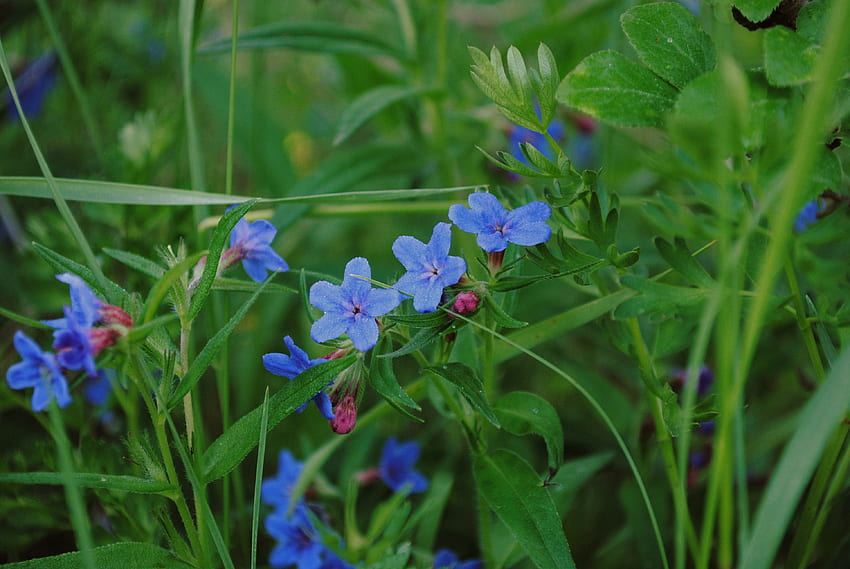 ธรรมชาติ ดอกไม้ หญ้า มาโคร วอลล์เปเปอร์ HD