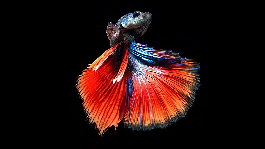 Betta Fish, Red, Fish, Water, Blue, Betta HD wallpaper