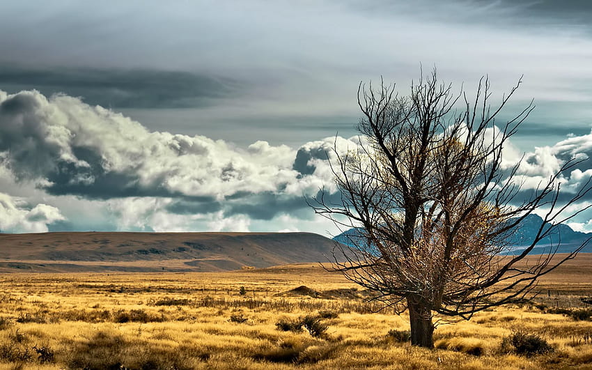 Natur, Neuseeland, Holz, Baum, Feld, einsam, Steppe HD-Hintergrundbild