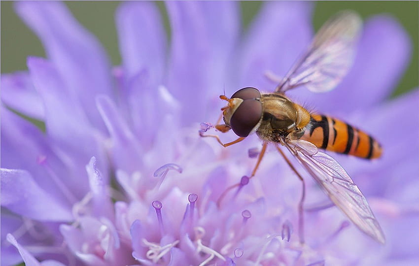 Pollen sip-sip, hoverfly, pollen, ungu, bunga, sip Wallpaper HD