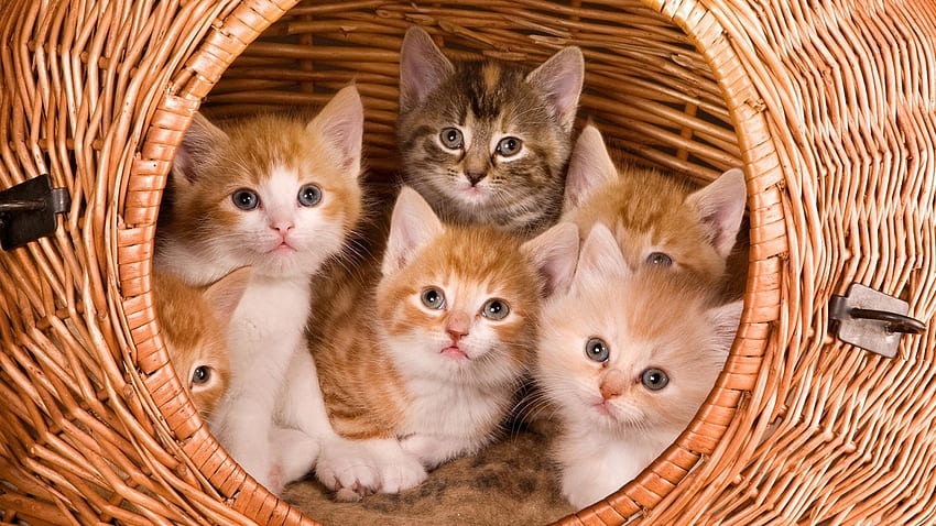 Котенца на голяма кошница, животно, кошница, коте, котка HD тапет
