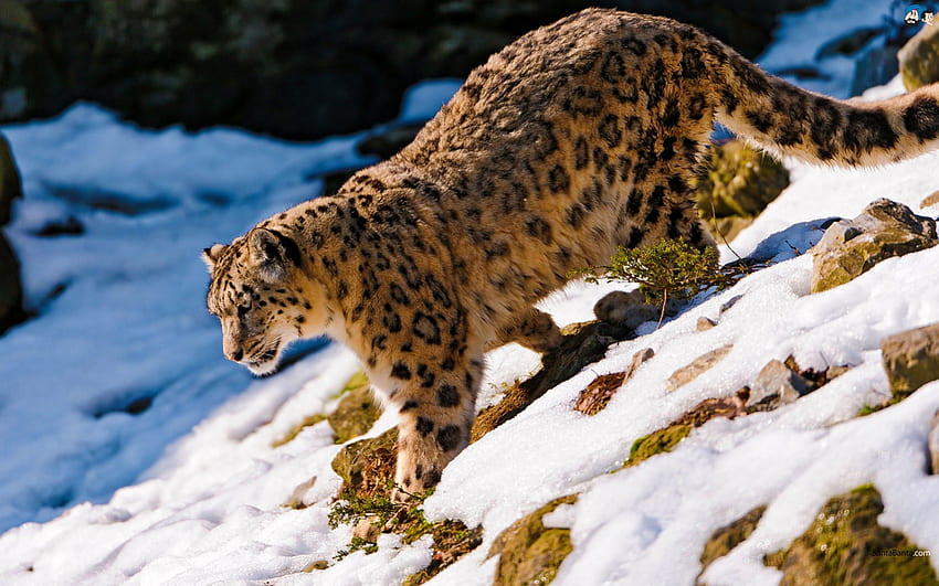 леопарди-сняг, леопарди, сняг, лед, планина HD тапет