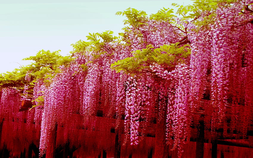 Hoa Nhật Bản - sẽ mang lại cho bạn cảm giác đầy ngẫu hứng và thanh thản như trở về với thiên nhiên. Hình ảnh liên quan đến loài hoa này sẽ khiến bạn mê đắm từ cái nhìn đầu tiên.