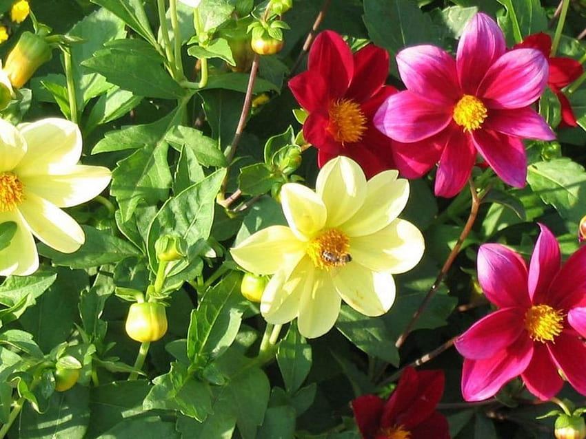달리아 아름다운 꽃 빨간색 노란색 분홍색 자연 녹색 잎 정원 이국적인 꽃 HD 월페이퍼