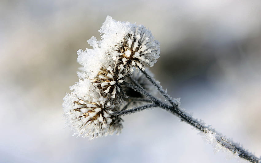 Winter, Schnee, Makro, Frost, Raureif, Dornen, Stacheln, Klette, Odermennig HD-Hintergrundbild