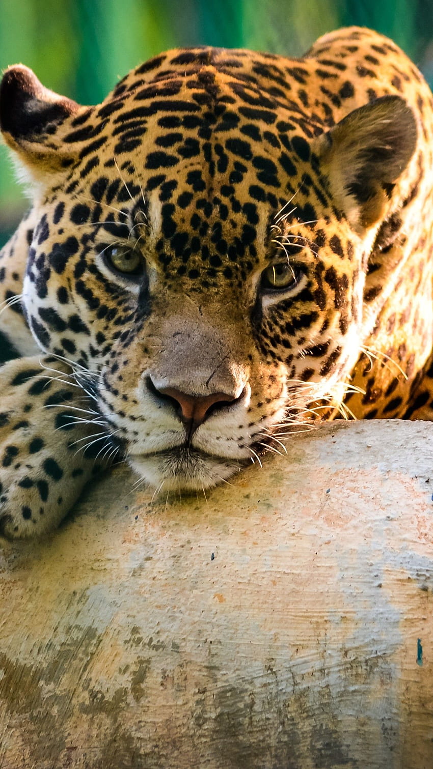 Jaguar, wild, cat, sad face, Animals, Sad Animal Faces HD phone wallpaper |  Pxfuel