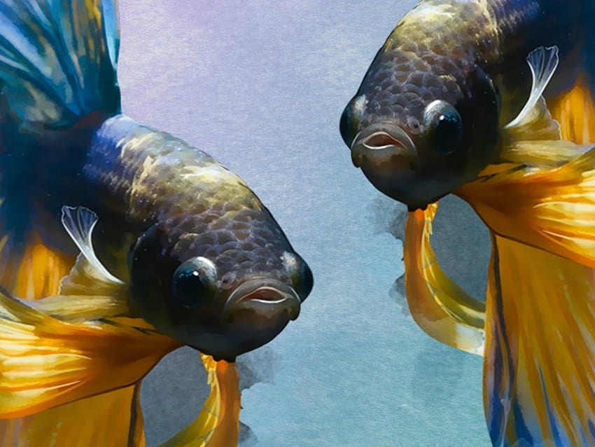 TWO FISH, FISH, , TWO, ANIMAL HD wallpaper