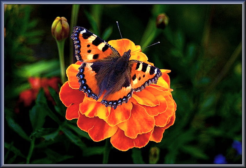Мандарина, черно, пеперуда, жълто, цвете, оранжево HD тапет